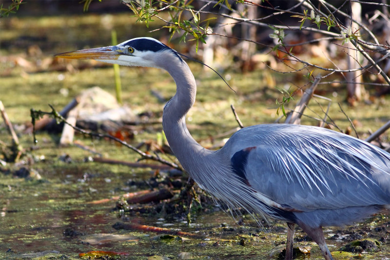 a great blue heron goes fishing...