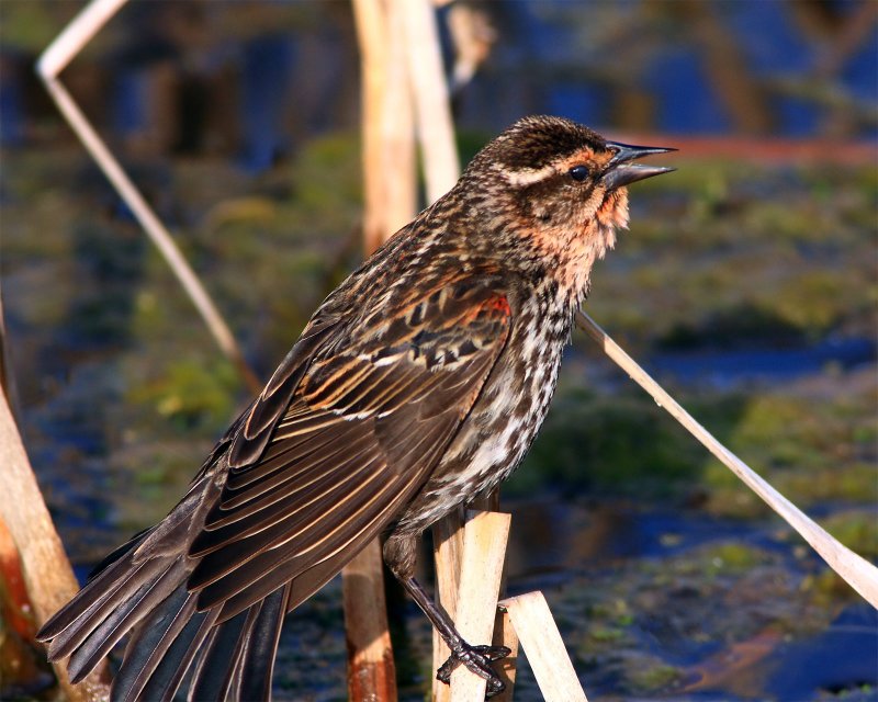 female red wing watches in awe...see you later...