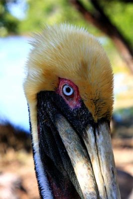 Pelican Man