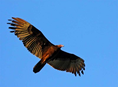 turkey vulture