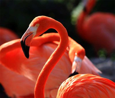 flamingo tango 2
