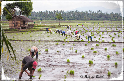 Planting rice is never fun...Los Banos, Laguna