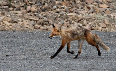 Denali red fox Strut