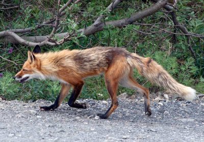 Denali red fox ...'strut'