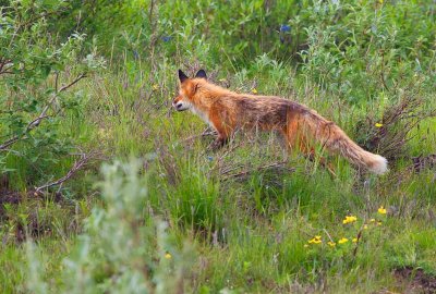 red fox on the hunt...