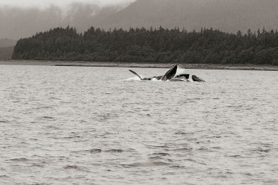 I wish my boat moved a little closer to the humpbacks...