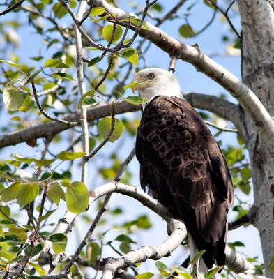 a Chilkat resident bald eagle
