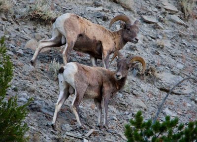 bighorn sheep