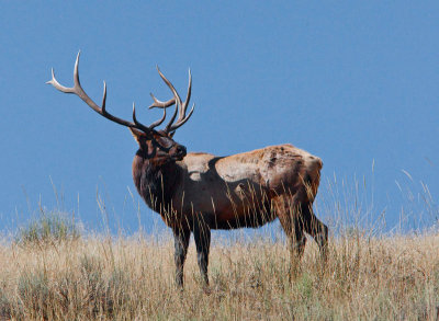 king of the hill