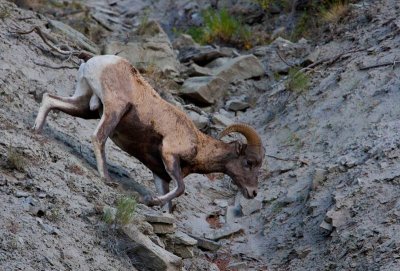 Bighorn ram on the rocks... trophy shot!