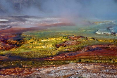 heat resistant microorganisms producing different colors