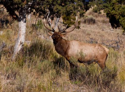 majestic antler display