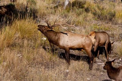 wapiti bugle