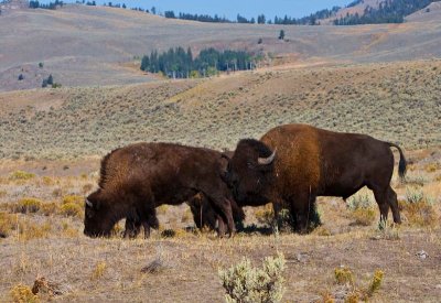home on the range