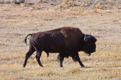 bison trot
