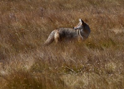 a coyote hunting in Lamar Valley