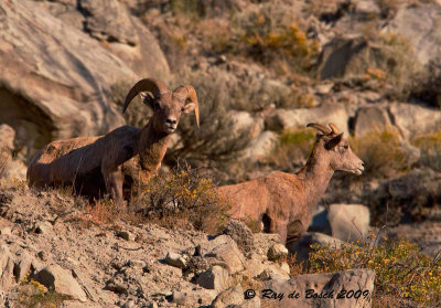 a bighorn ram with ewe