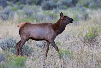 an elk calf