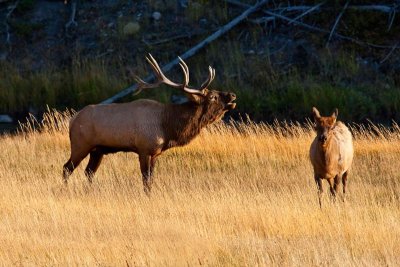 a bull elk singing...ill be seeing you... later folks...
