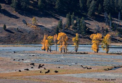 o give me a home, where the buffalo roam...Lamar Valley