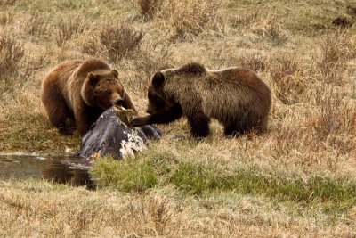 feeding on a bison carcass