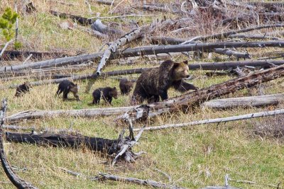 a sow with 4 cubs, extremely rare! only the 3rd time in Yellowstone recorded history!