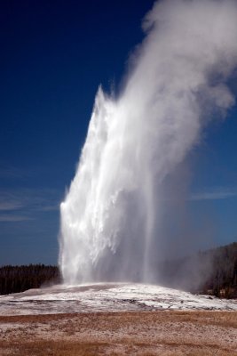 the Old Faithful erupts with a powerful burst of steam