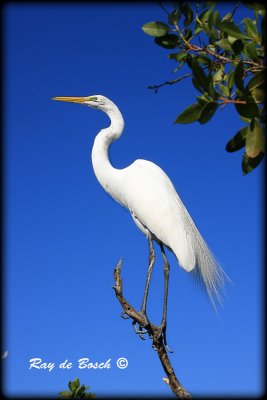 Egret, Everglades, FL