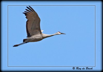 Sandhill crane, MI