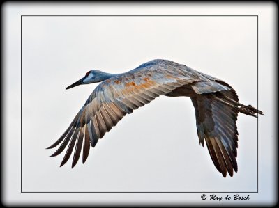 Sandhill crane, MI