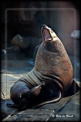 a steller sea lion, AK