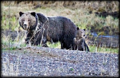 Momma Grizzly, Yellowstone, WY