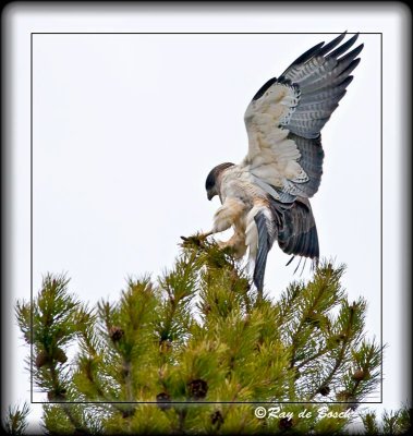 Redtail Hawk, Yellowstone, WY