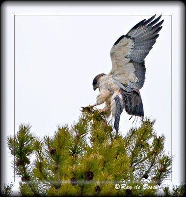 red-tailed hawk, Yellowstone, WY