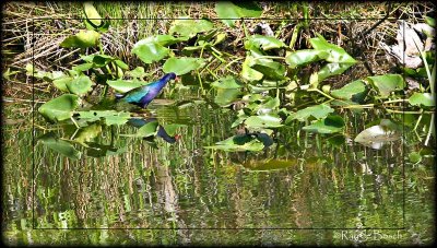 Purple Gallinule, Everglades swamp