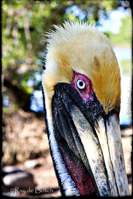 Pelican Punk Rocker, Everglades, FL