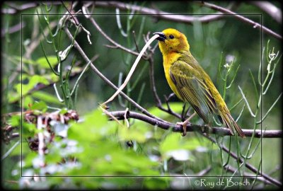 Yellow bird, MI