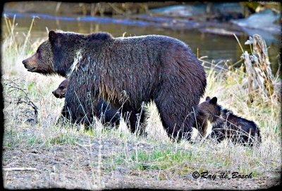 Grizzly mom +2, Yellowstone, WY