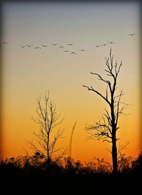 Sandhill cranes at sunset...Jackson, Michigan