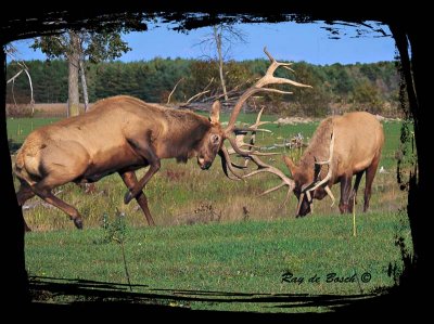 Elk scuffle for breeding rights