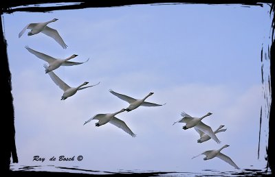 Tundra swans