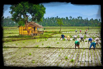 Planting rice... Philippines