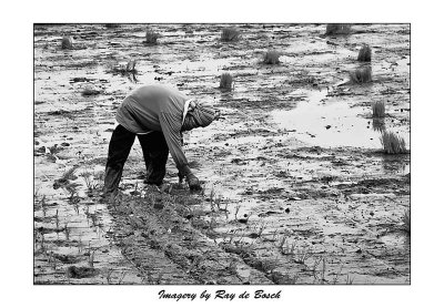 ...bent from morn til the set of sun...
