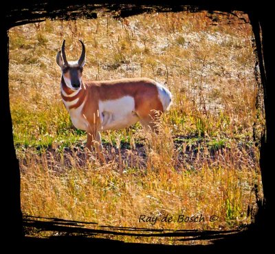 an alert pronghorn