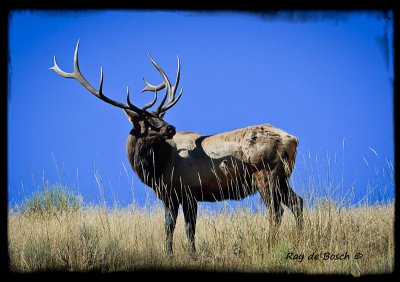 Wildlife in Yellowstone, 2010