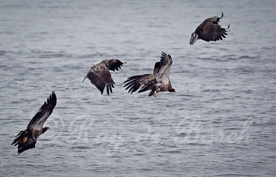 Young eagles ganging up on one with a fish!