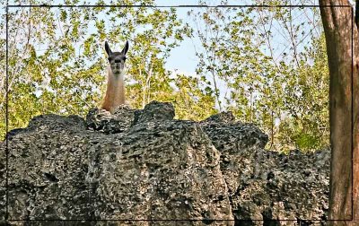 at Miami Zoo