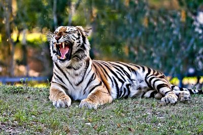 at Miami Zoo