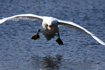 mute swan charge!