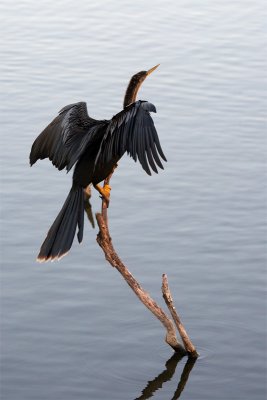 Anhinga looking for fish